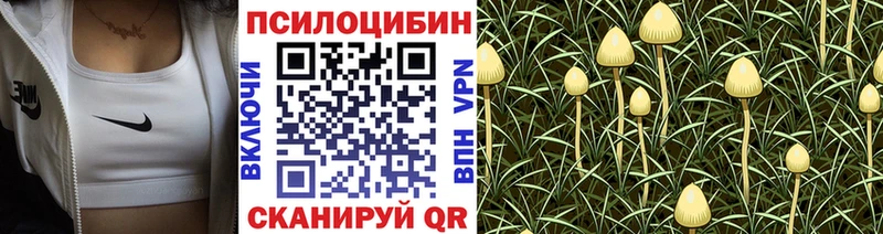 Купить где  Куровское  Псилоцибиновые грибы Magic Shrooms 